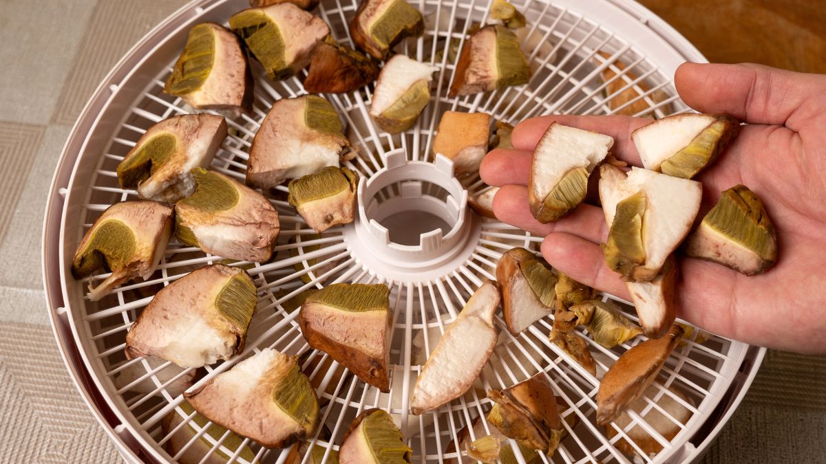 Nigdy nie susz tych grzybów / zdjęcie ilustracyjne