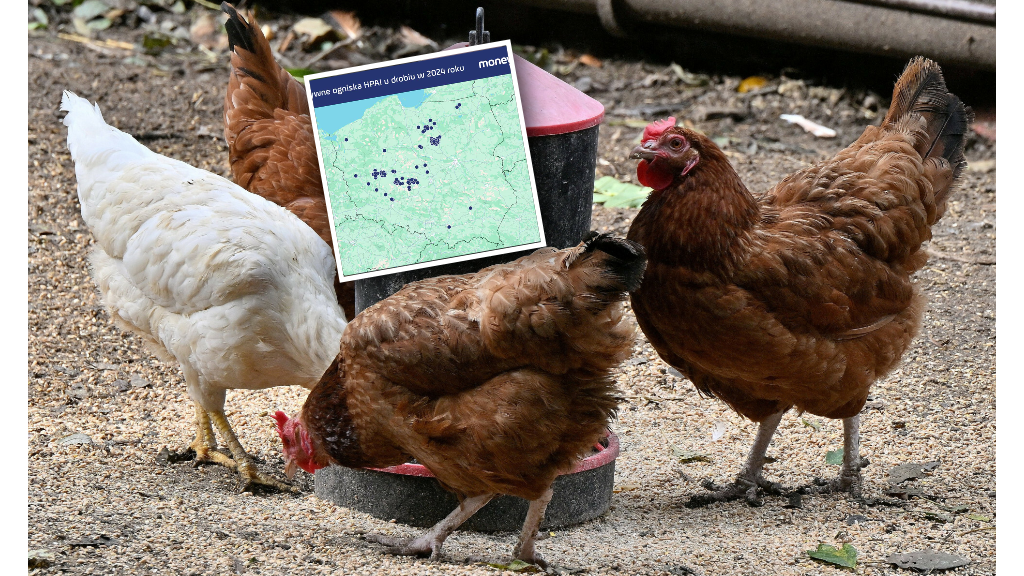 W Polsce jest już 78 ognisk ptasiej grypy w hodowlach drobiu
