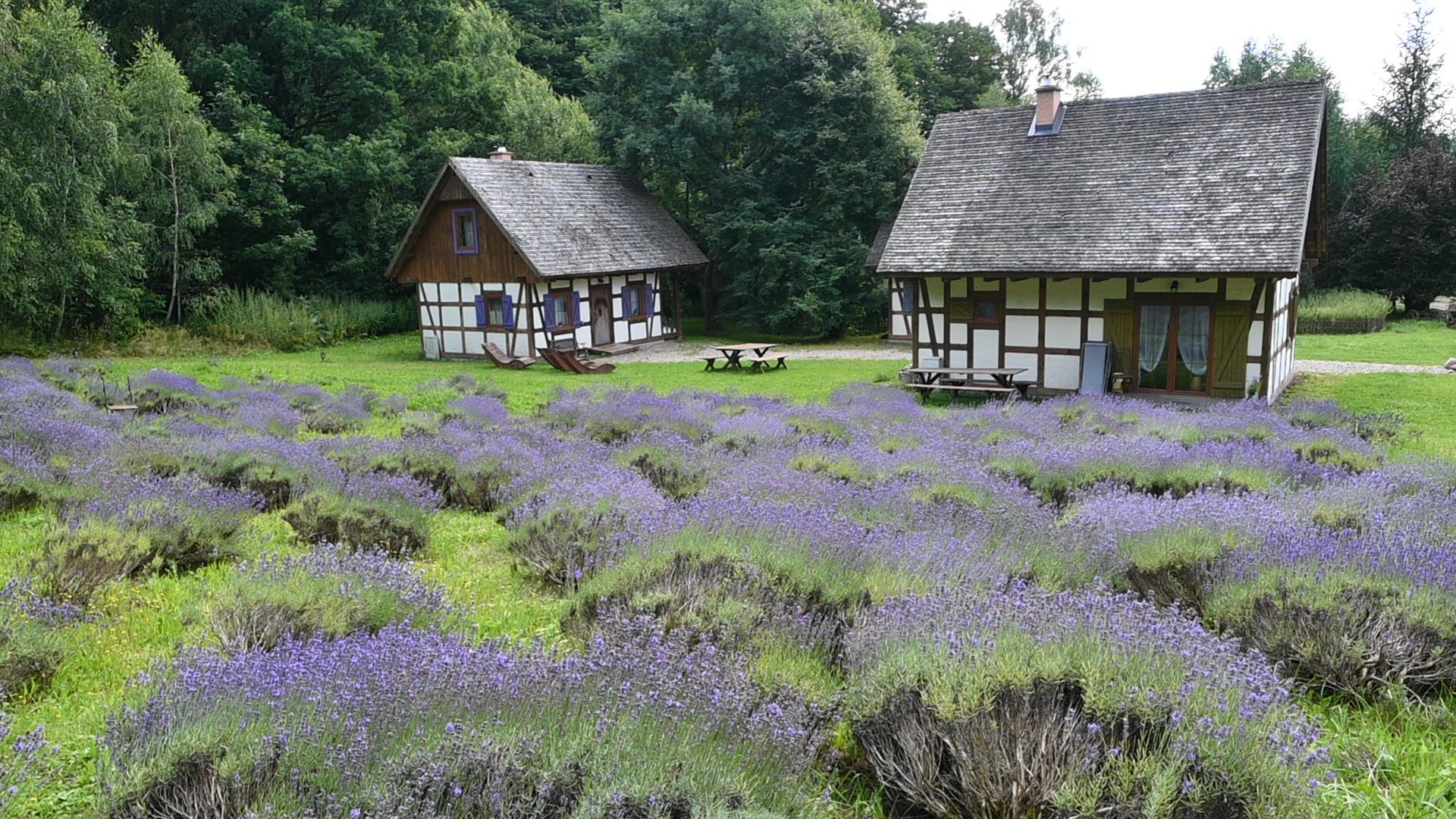 Niektóre z krzaczków mają 16 lat