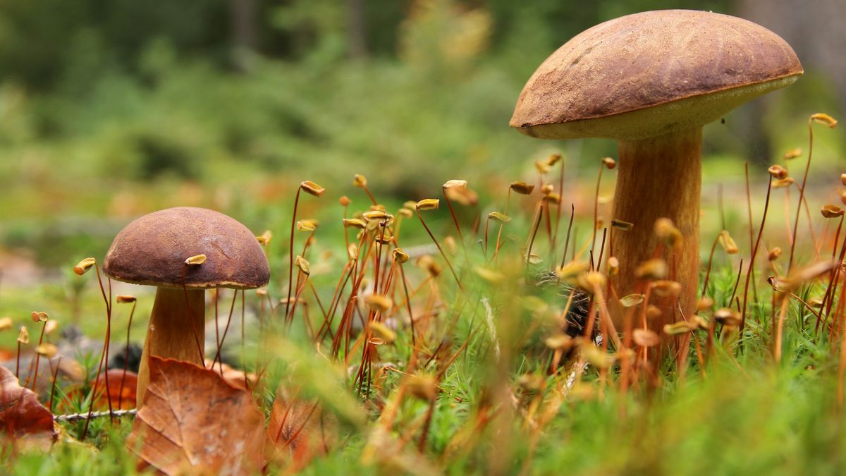 grzyb, grzyby, grzybobranie