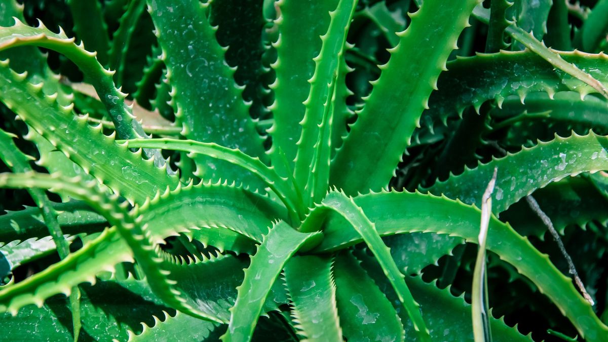 Aloes może być szkodliwy dla wątroby