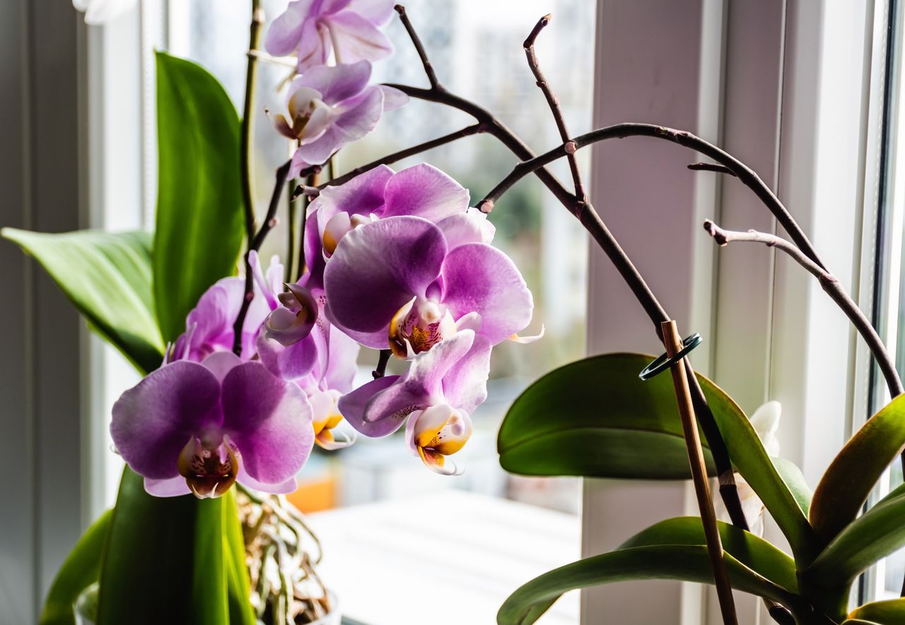 Homemade nutrients bring ailing orchids back to life