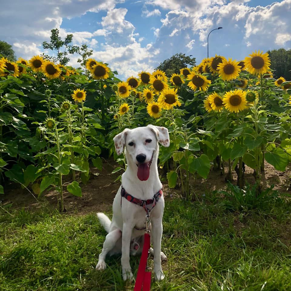 Dzień Kundelka na Pudelku!