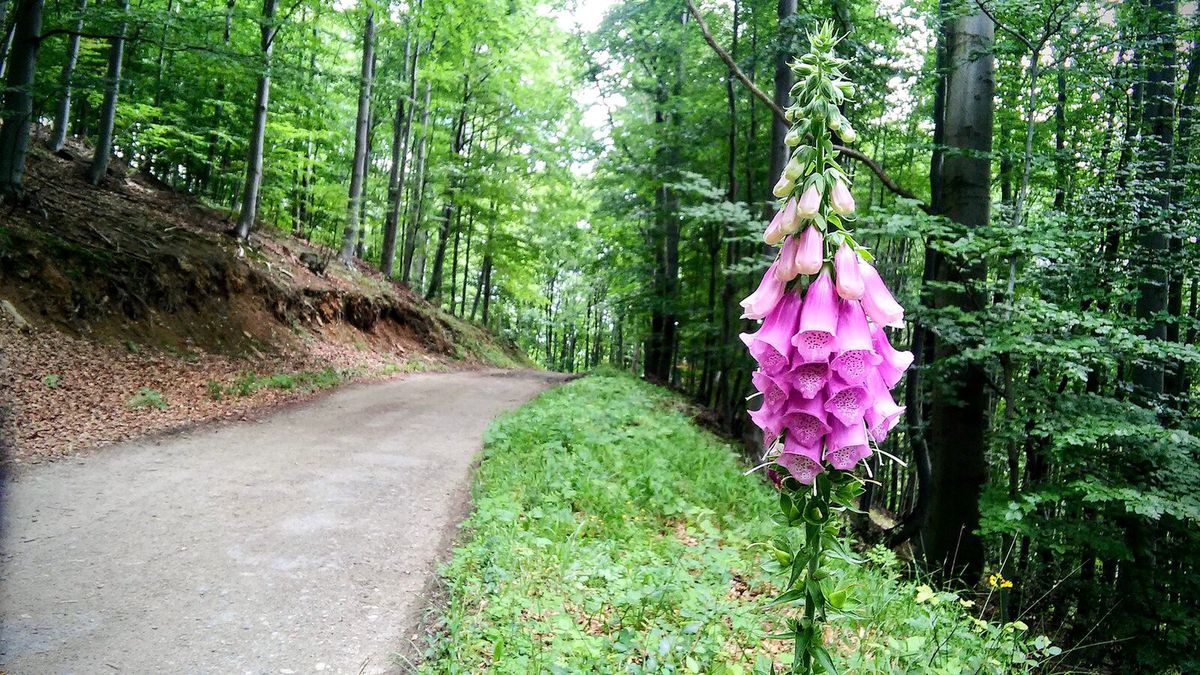 Naparstnica purpurowa, rosnąca przy leśnej drodze w Parku Krajobrazowym Gór Stołowych