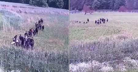 Wielka grupa migrantów ruszyła na granicę. Nagranie z Białowieży