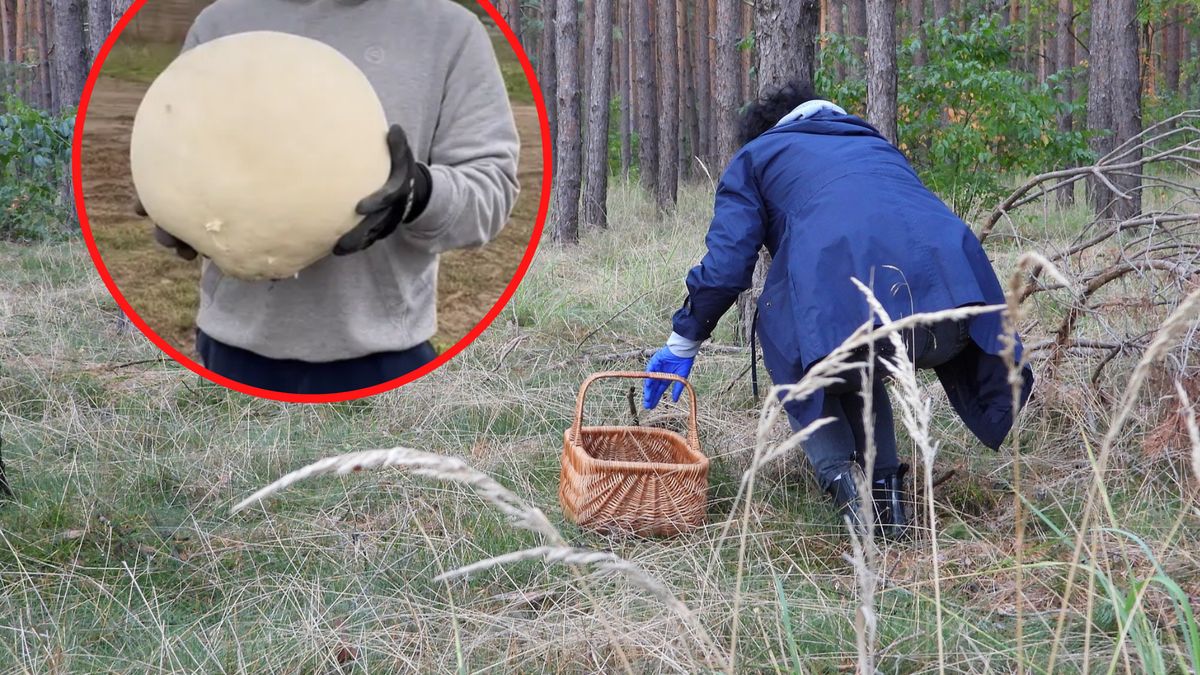 Internautka pokazała efekty grzybobrania
