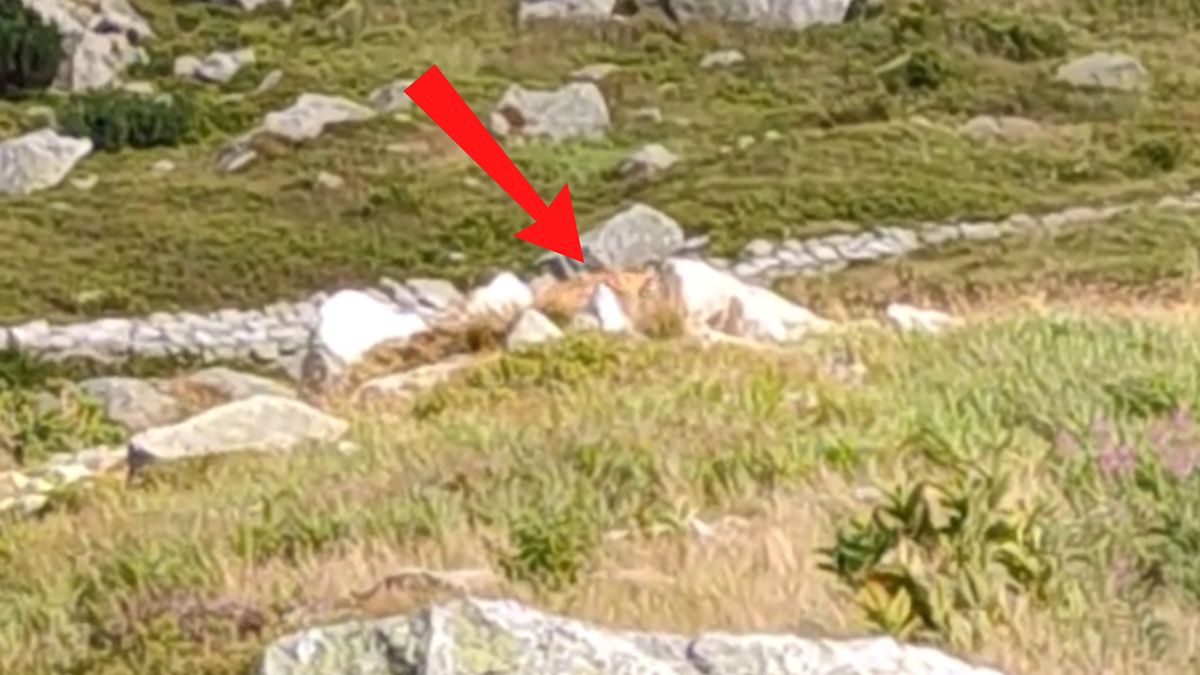 Nagrał świstaka i rysia.