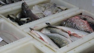 Ceny karpia i innych ryb na święta. Tyle trzeba zapłacić