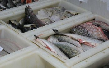 Ceny karpia i innych ryb na święta. Tyle trzeba zapłacić