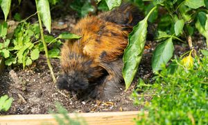 Poluje na kleszcze przez cały dzień. Wpuść do ogrodu