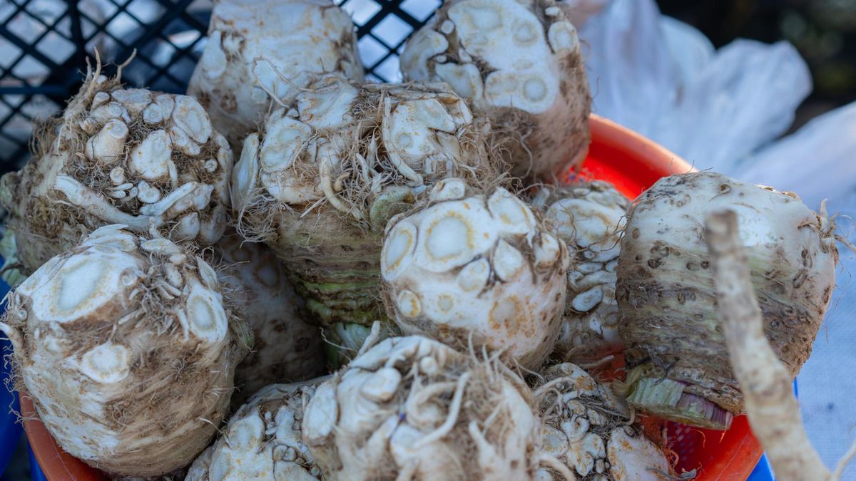 Chrzan może być cennym wsparciem w leczeniu stanów zapalnych