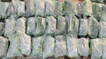 Podlaska KAS zatrzymała ponad 12,5 kg marihuany