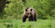 Niedźwiedzie a turystyka w Bieszczadach. Oto co mówi branża