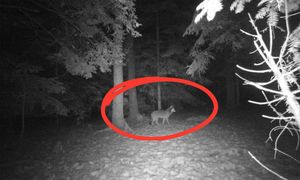 Ujęcie z 1 stycznia. "Często wpada". Leśnicy komentują