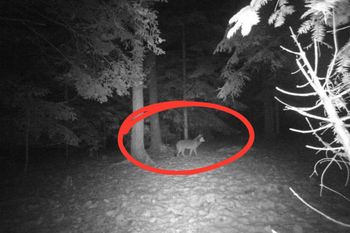 Ujęcie z 1 stycznia. "Często wpada". Leśnicy komentują