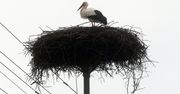 Mazury: Gdzie są bociany? Przyrodnicy z regionu czekają na sygnał
