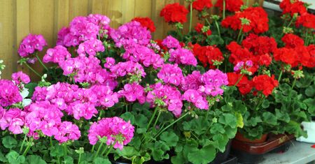 Wystarczy kropla. Pelargonie będą kwitnąć jak szalone