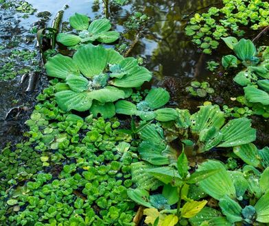 Milion złotych kary za rośliny. Oto lista zakazanych gatunków