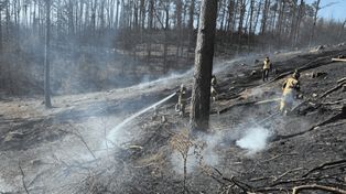 Kotuszewo: W pożarze lasu spłonęło pół hektara poszycia