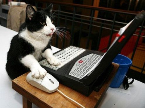 15 kotów, które tak jak my uwielbiają komputery
