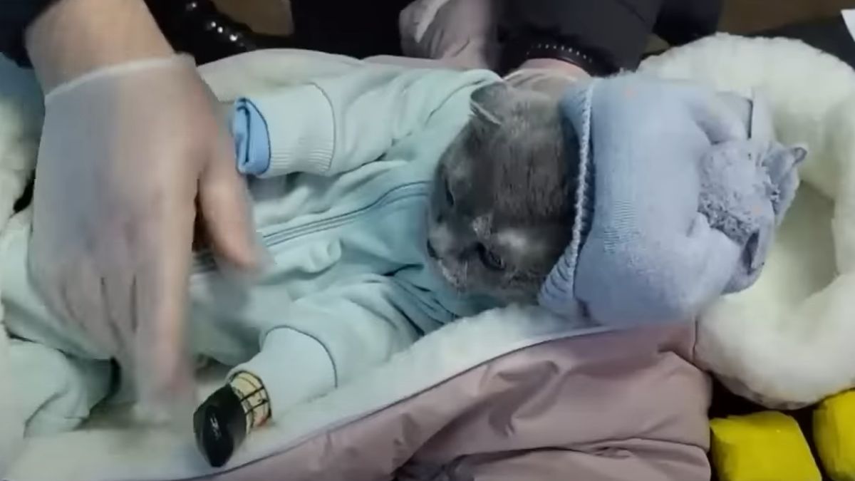 Kot uczestniczył w niecnym procederze