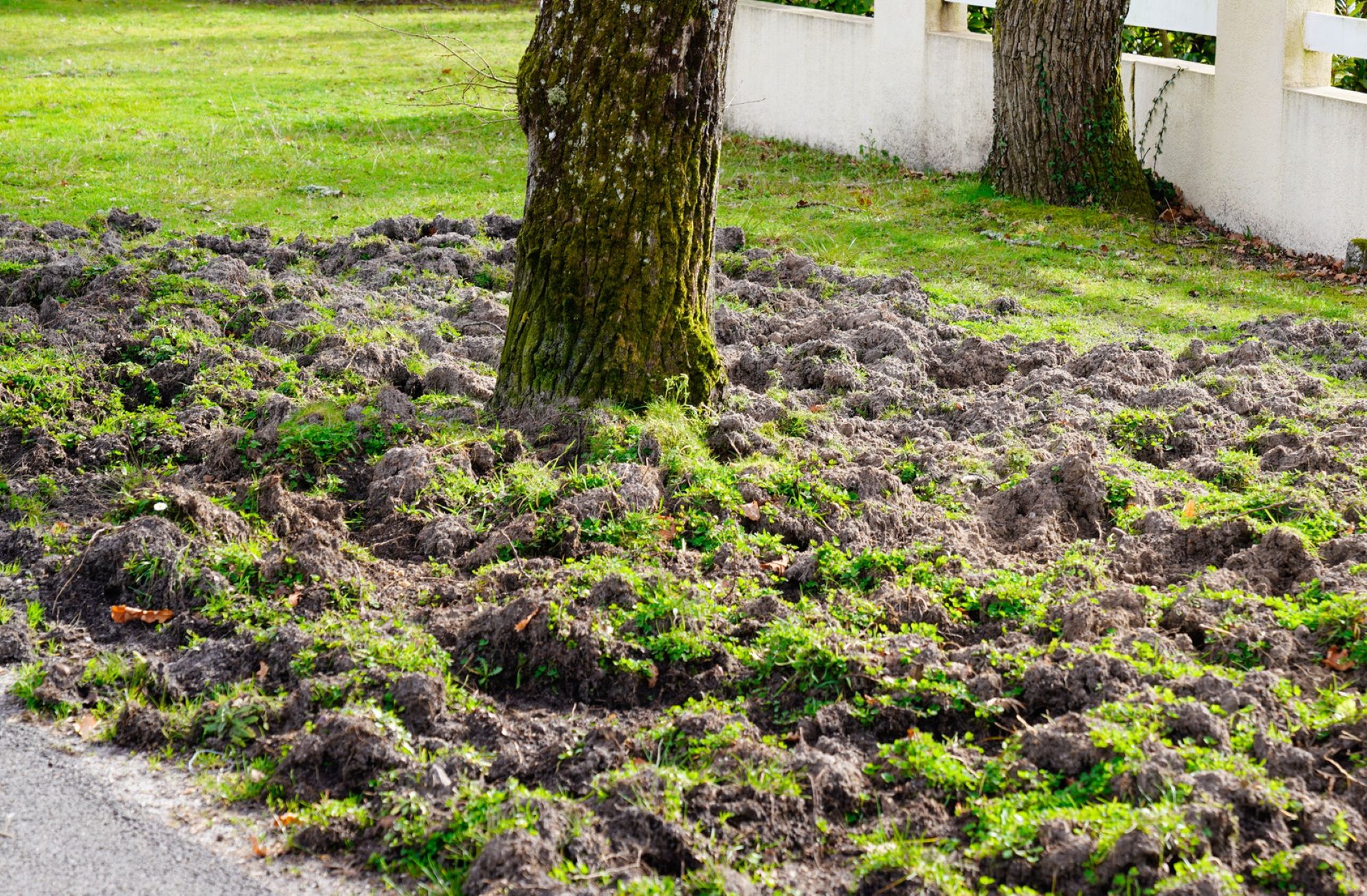 Dziki ryją w trawnikach w poszukiwaniu jedzenia 