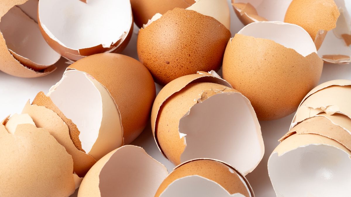 Warto do prania wrzucić skorpuki jajek