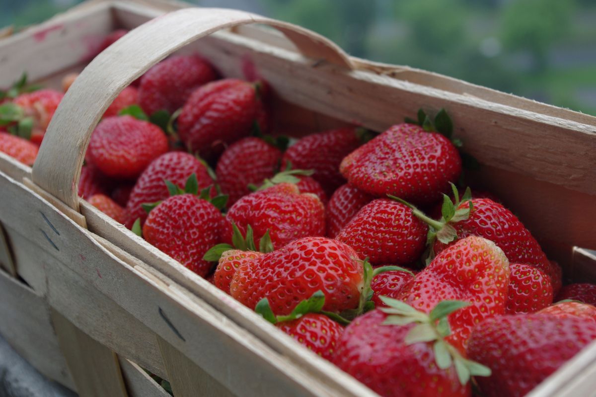 Czy truskawki od rolnika są lepsze od tych z marketu? Oto co pokazały badania