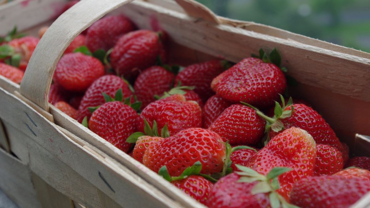 W sklepach możemy zakupić już pierwsze polskie truskawki