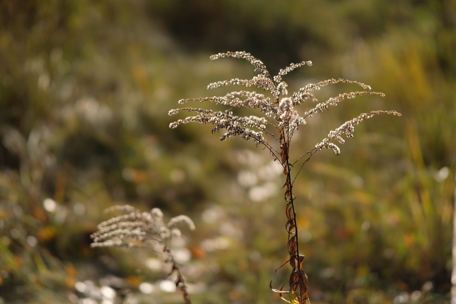 Fujifilm 56 mm f/1.2 APD – prawie test, czyli kadrów kilka z nowej portretówki 22