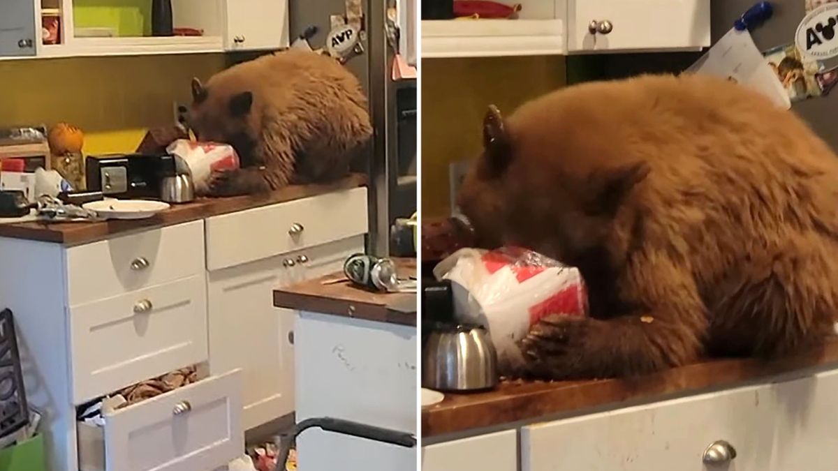 Niedźwiedź pałaszujący zawartość kubełka KFC 