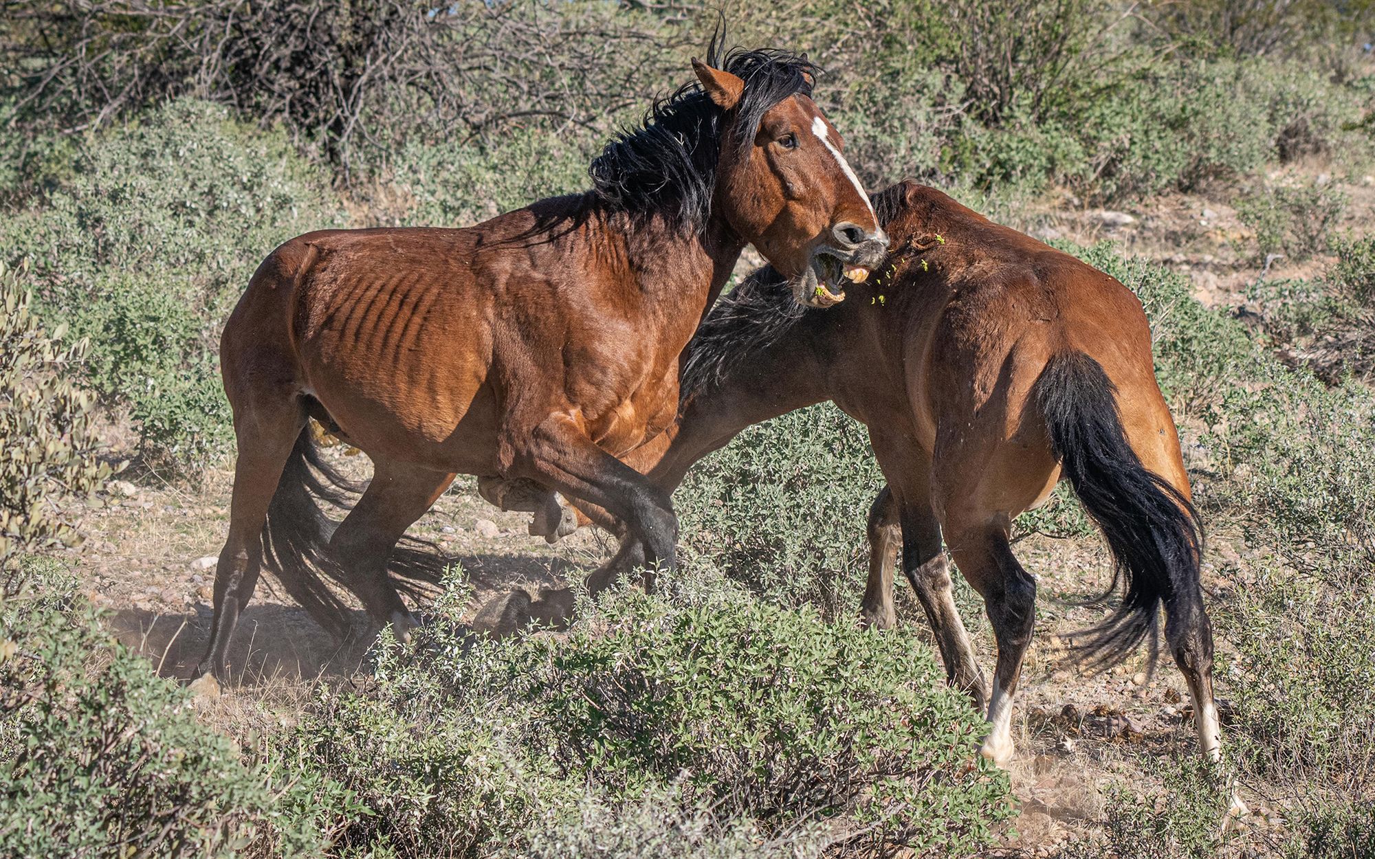 "Mustang z Dzikiej Doliny" na żywo. Konie walczyły niezwykle zażarcie 2