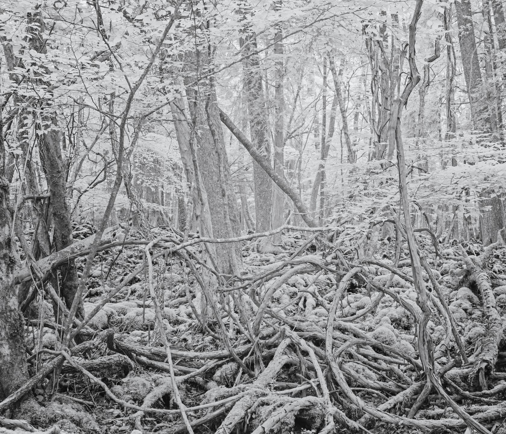 Tomasz Lazar opowiada o swojej podróży do Aokigahara - japońskiego lasu samobójców 6