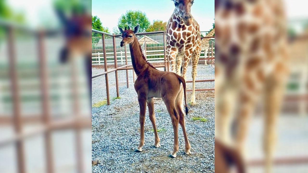 Wyjątkowa żyrafa w zoo w Tennessee.