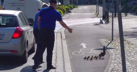 Wrocław. Kacza rodzina zablokowała tramwaj. Motorniczy elegancko przeprowadzili stadko