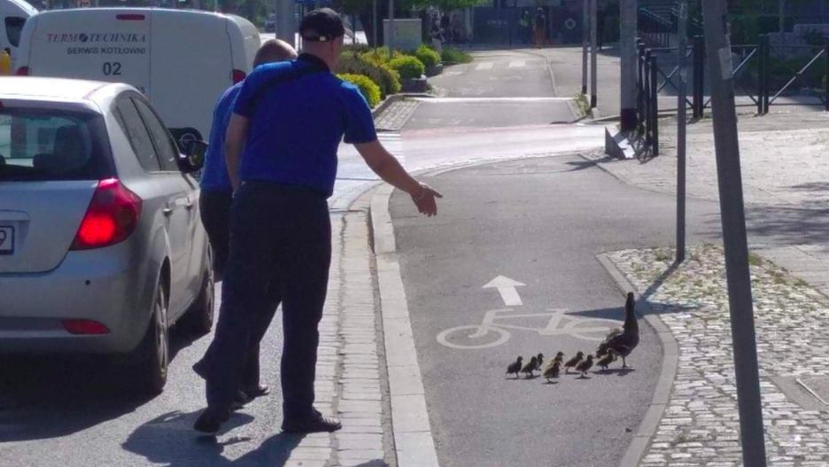 Przemarsz kaczej rodziny pilotowali motorniczy tramwajów, które zablokował ten pochód