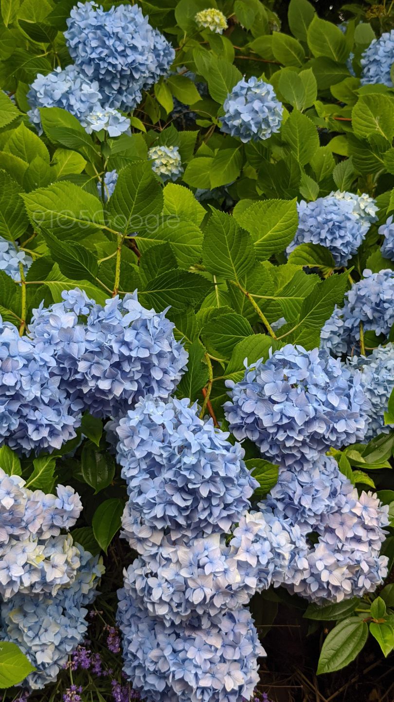 Google Pixel 4: wyciekają przykładowe zdjęcia i funkcje aparatu. Konkurencjo, szykuj się na fotopogrom 14