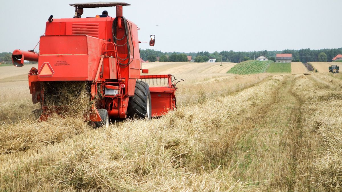 W Polsce coraz mniej uprawia się jęczmienia, który jest niezbędny do produkcji piwa