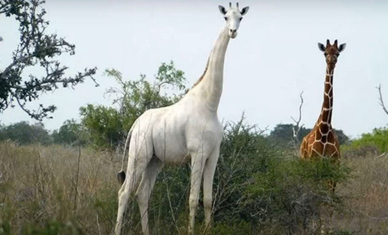 Ostatnia biała żyrafa na świecie otrzymała nadajnik GPS. Ma ją chronić przed kłusownikami