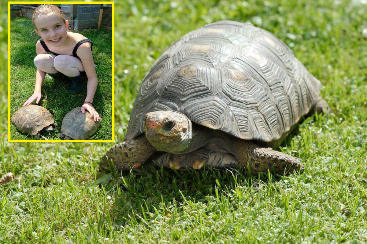 Żółw uciekł z domu dwa lata temu. Przeszedł... osiem kilometrów
