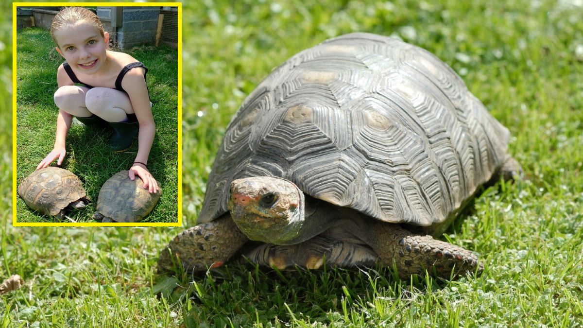 Po dwóch latach żółw Jemima wrócił do domu