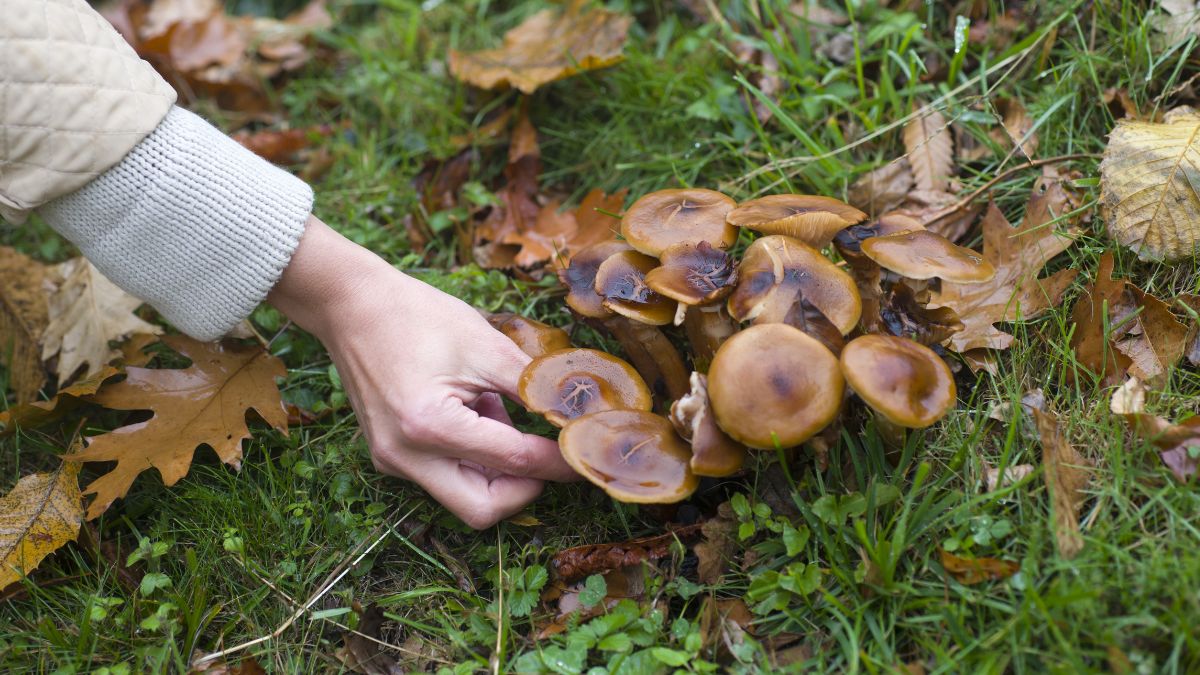 Zbieranie grzybów jesienią