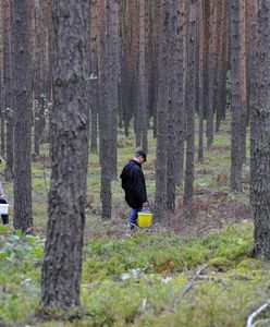 Podkarpacie. Masowy eksport grzybów? Lasy Państwowe: Nikt nie podpisał umowy