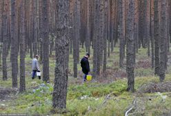 Podkarpacie. Masowy eksport grzybów? Lasy Państwowe: Nikt nie podpisał umowy