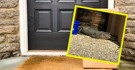 USA. Usłyszała pukanie do drzwi. Za drzwiami czekał aligator