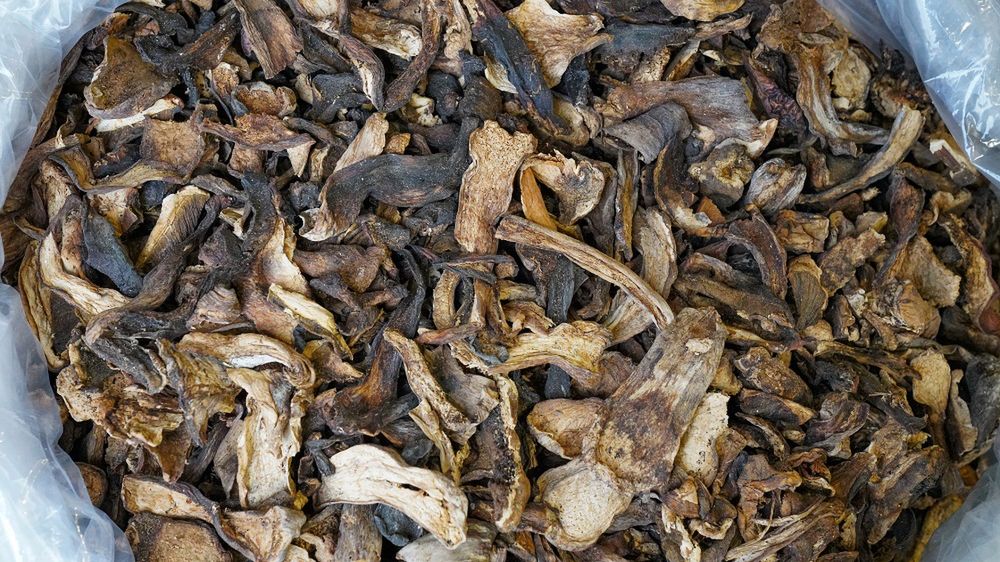 Tego nigdy nie rób z grzybami. Narażasz się na zatrucia