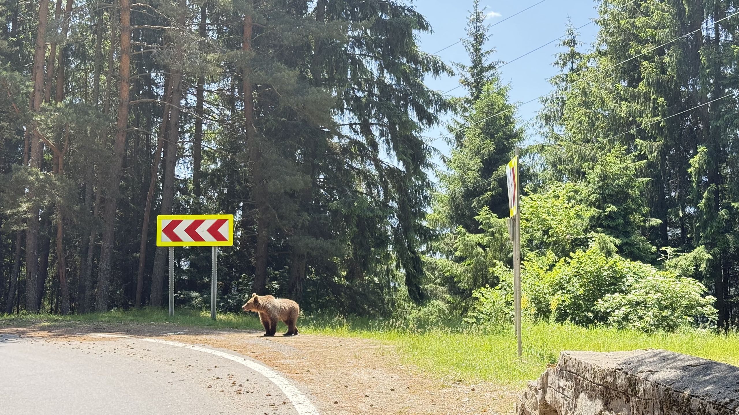 W Rumunii żyją tysiące niedźwiedzi