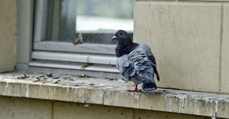Hiszpania. Okradali używając ptasich odchodów. Trafili w ręce policji