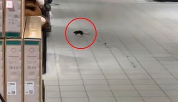 Był w niemieckim Kauflandzie. A tam taki widok. 2 mln wyświetleń