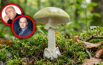 Łódź. 41-latek zjadł muchomora. Konieczny był przeszczep wątroby
